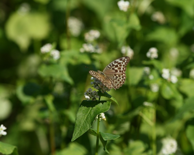 e0103903_2031927.jpg