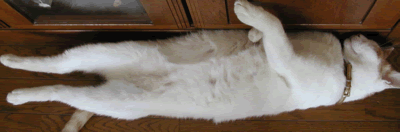 まっすぐに寝る猫です_a0081907_9215480.gif