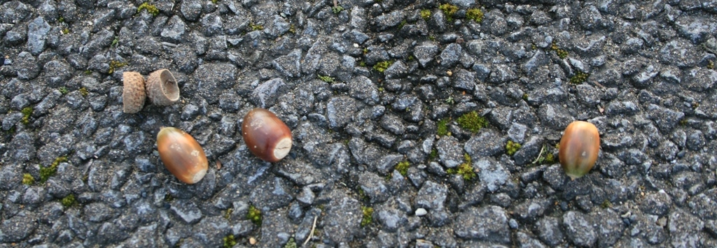 e0052716_7275850.jpg