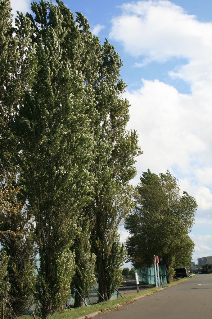 e0052716_7293162.jpg