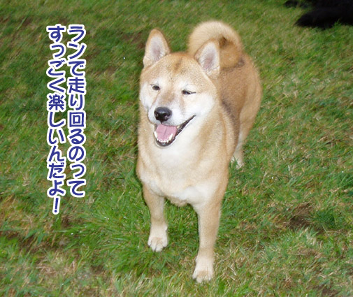 桃姫5歳になりました_a0044521_21414792.jpg