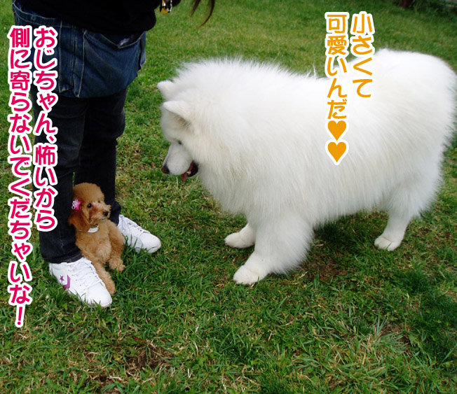 桃姫5歳になりました_a0044521_21444722.jpg