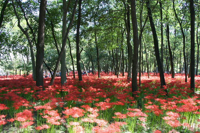 巾着田の曼珠沙華2009_e0064133_19494070.jpg