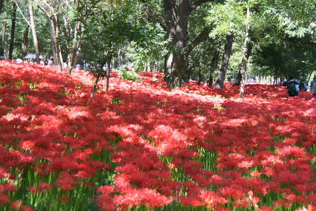 巾着田の曼珠沙華2009_e0064133_19503817.jpg