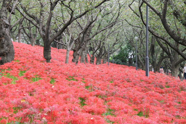 権現堂の曼珠沙華2009_e0064133_23103139.jpg