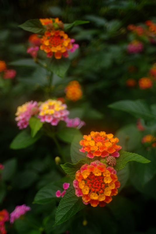 フォトエントランス日比谷　谷中散歩ワークショップ５_f0050534_7374333.jpg