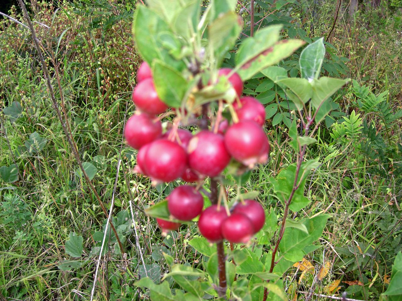 f0020336_21493530.jpg