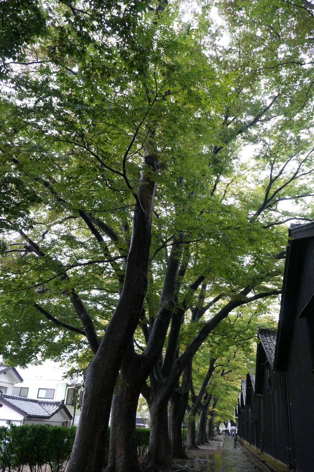 b0190242_161537.jpg