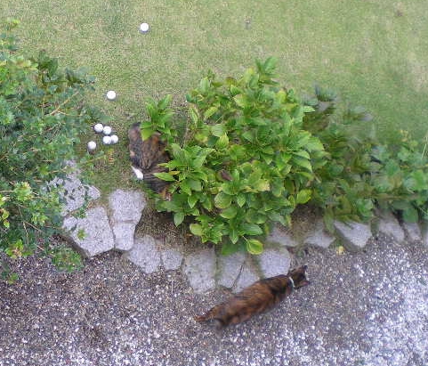 2009年10月4日(日)畑と花木に米ヌカを!_f0060461_20121874.jpg
