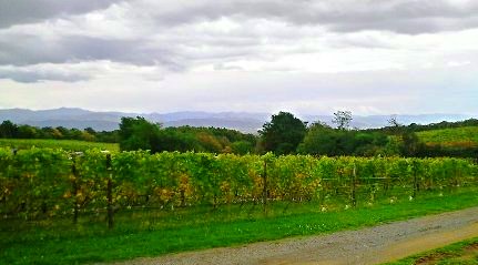 WINERY_d0136262_20285310.jpg