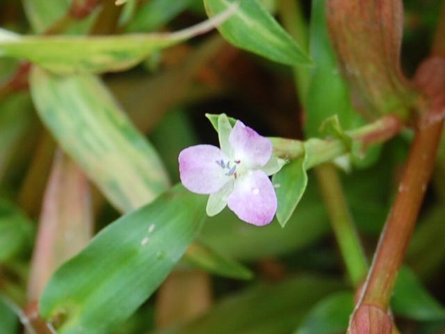 疣草 イボクサ 新 四季の花 疣草 イボクサ 新 四季の花