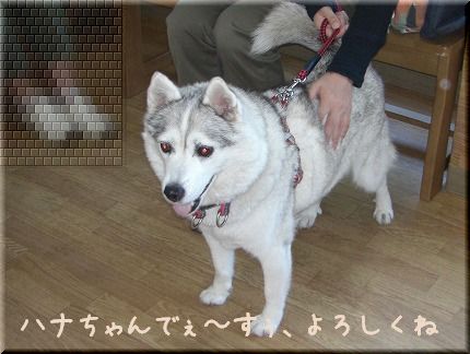 犬見知り・・・（＾＾；_c0107886_2344763.jpg