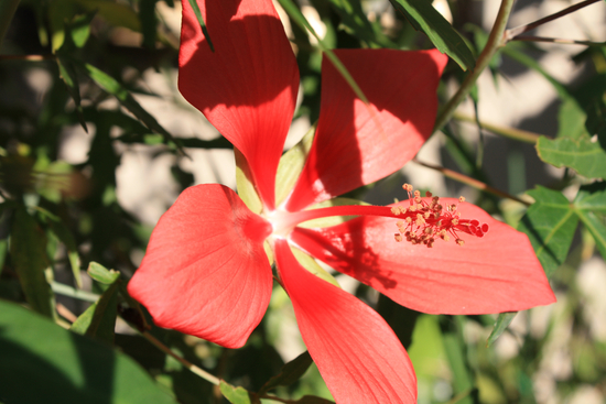 弧線橋と花たち_e0195587_10261513.jpg