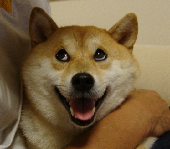 大人になったら犬を飼おう_a0126590_22312628.jpg