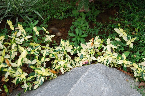 c0124100_17592329.jpg