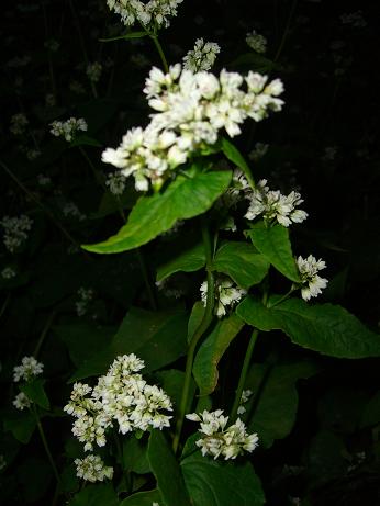 c0170905_64574.jpg