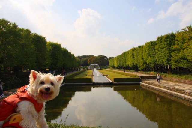 久しぶりに昭和記念公園に行ってきました★_f0039907_23591317.jpg