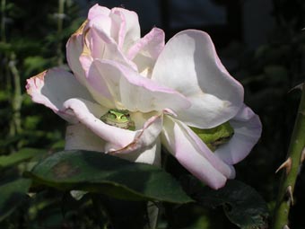c0111410_2475542.jpg