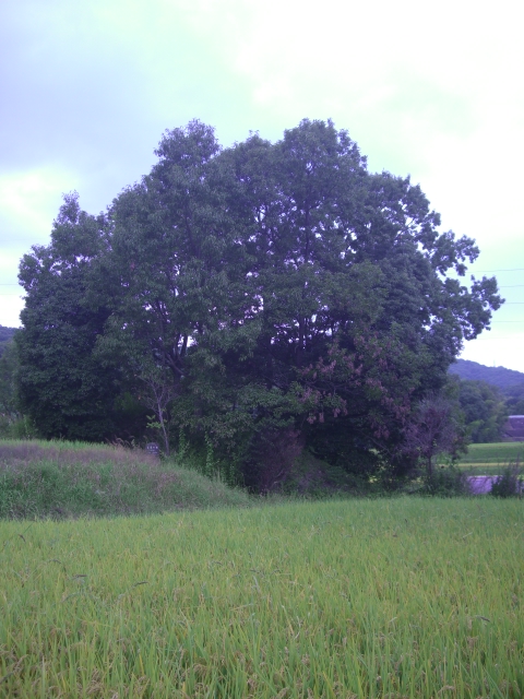 d0007913_1284076.jpg
