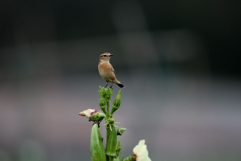 オクラの花とノビタキ_f0206138_2164164.jpg