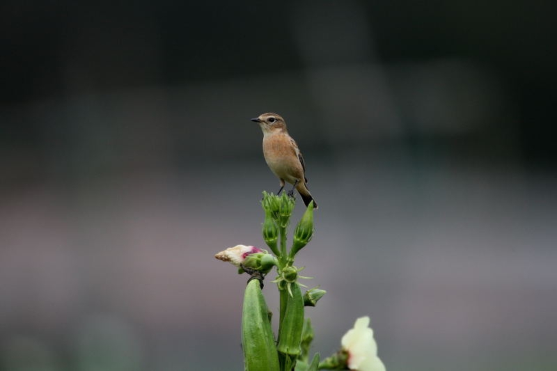 オクラの花とノビタキ_f0206138_2165842.jpg