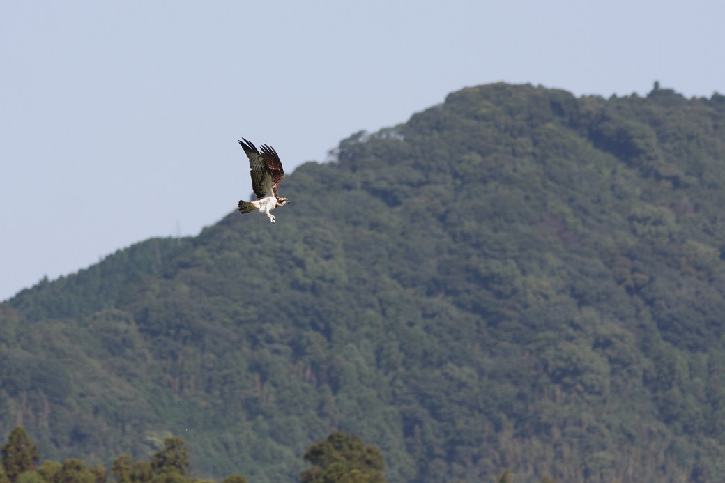 鳥のいる風景_c0075539_2221109.jpg