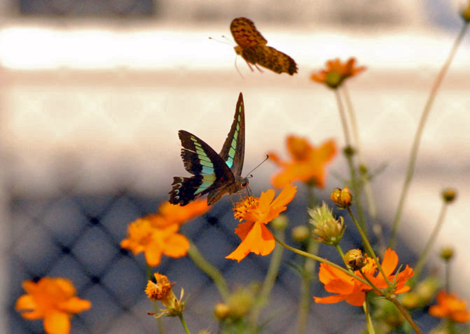 コスモス畑を舞うアオスジアゲハ Common Bluebottle_f0206939_222285.jpg