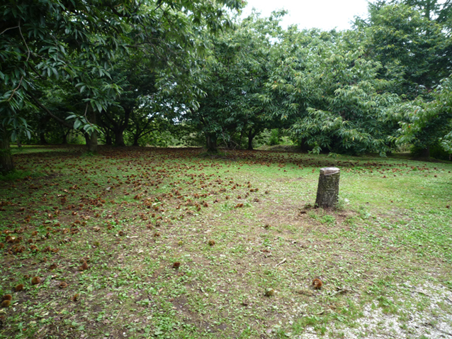 c0006748_15373296.jpg