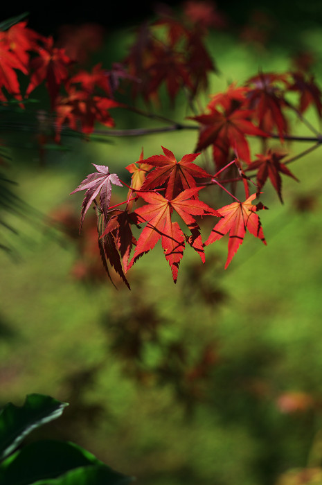 一足早い紅葉（光悦寺）_f0155048_22512030.jpg