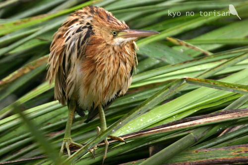 ヨシゴイ（幼鳥）_b0039253_8452882.jpg