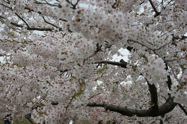 花の散り方にも色々種類がありまして 旅と自然と花のフォトギャラリー 花の散り方にも色々種類がありまして 旅と自然と花のフォトギャラリー