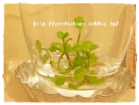 幸せの葉っぱ その後 100yen Zakka