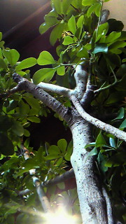 a0125667_20261673.jpg