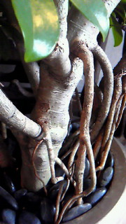 a0125667_20423521.jpg