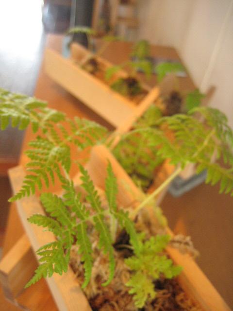 茶の間に添える小さな茶庭_c0192970_1903425.jpg