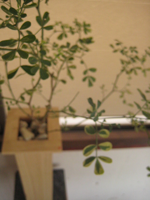 茶の間に添える小さな茶庭_c0192970_190527.jpg