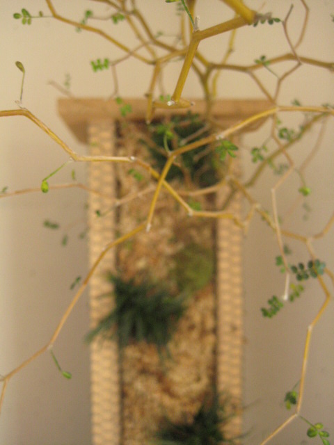 茶の間に添える小さな茶庭_c0192970_191361.jpg