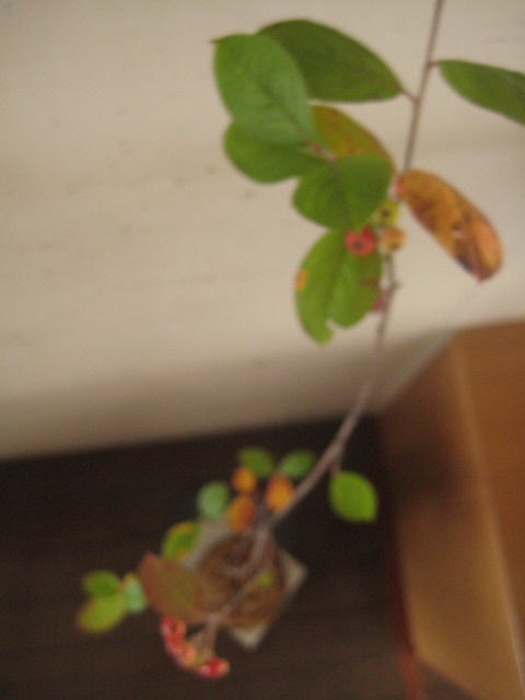 茶の間に添える小さな茶庭_c0192970_192445.jpg