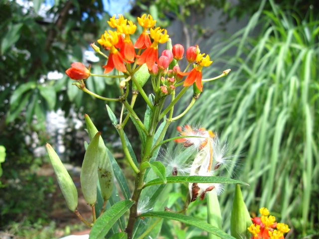 綺麗な花には毒がある_e0181373_217113.jpg