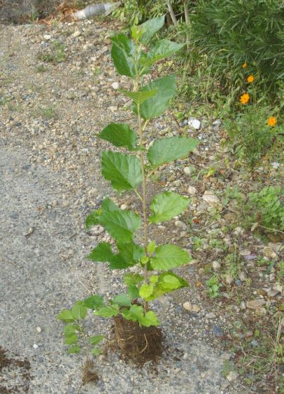 マルベリー 桑の木 の挿し木苗 ブルーベリーの育て方 栽培 ブルーベリー ノート Blueberrynote