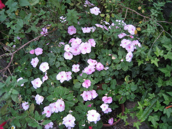 c0132387_23342745.jpg
