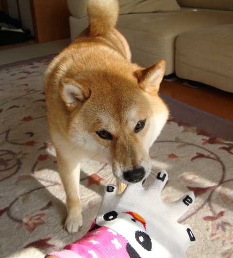 派手かしら?_a0126590_2311073.jpg