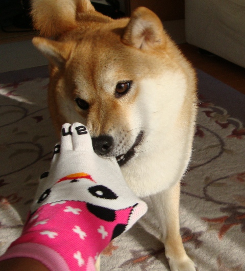派手かしら?_a0126590_2311890.jpg