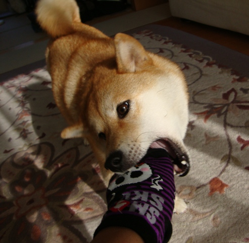派手かしら?_a0126590_231222100.jpg