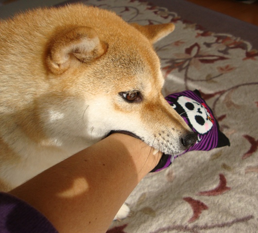 派手かしら?_a0126590_2313147.jpg