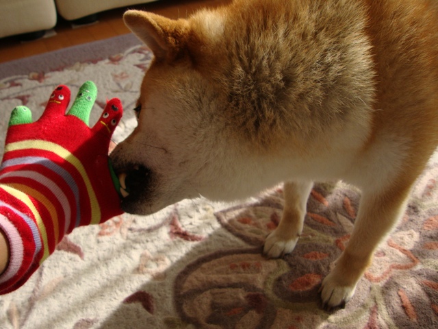 派手かしら?_a0126590_2394188.jpg