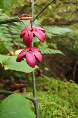 紅葉の南蔵王_e0137200_20492569.jpg