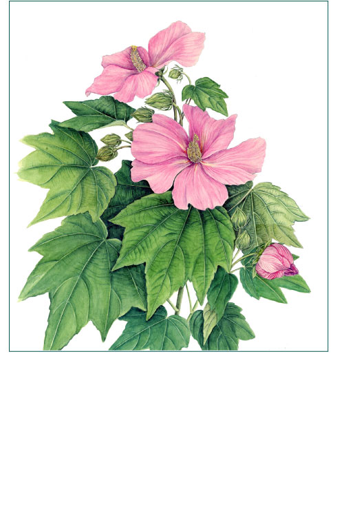 芙蓉は一日花 ボタニカルアート 四季折々