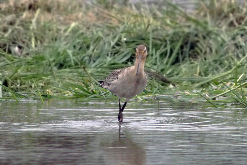 オグロシギ幼鳥_f0178716_853569.jpg