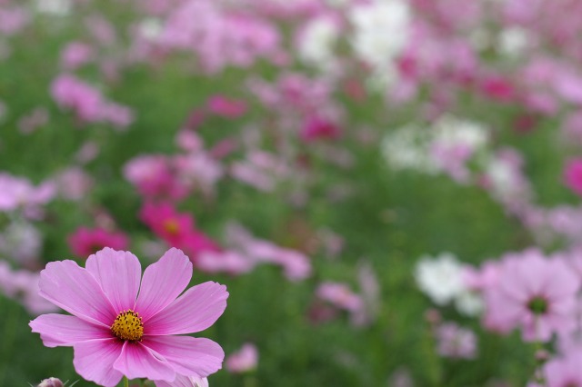 e0117318_23302930.jpg